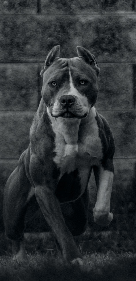 Dog